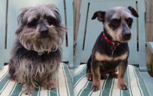 Before and After Groom