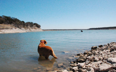 10 Tips for Taking Your Dog Swimming in a Lake or River