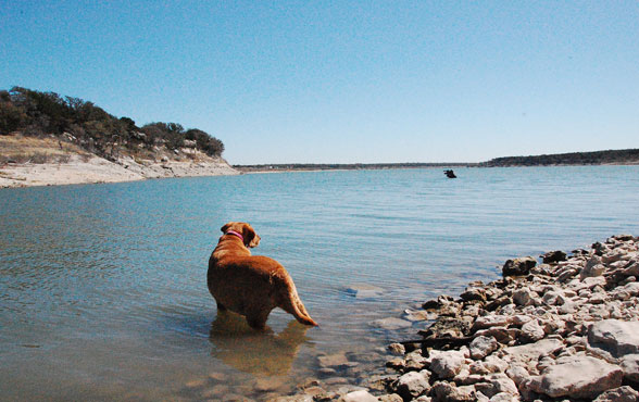 Dog in a lake