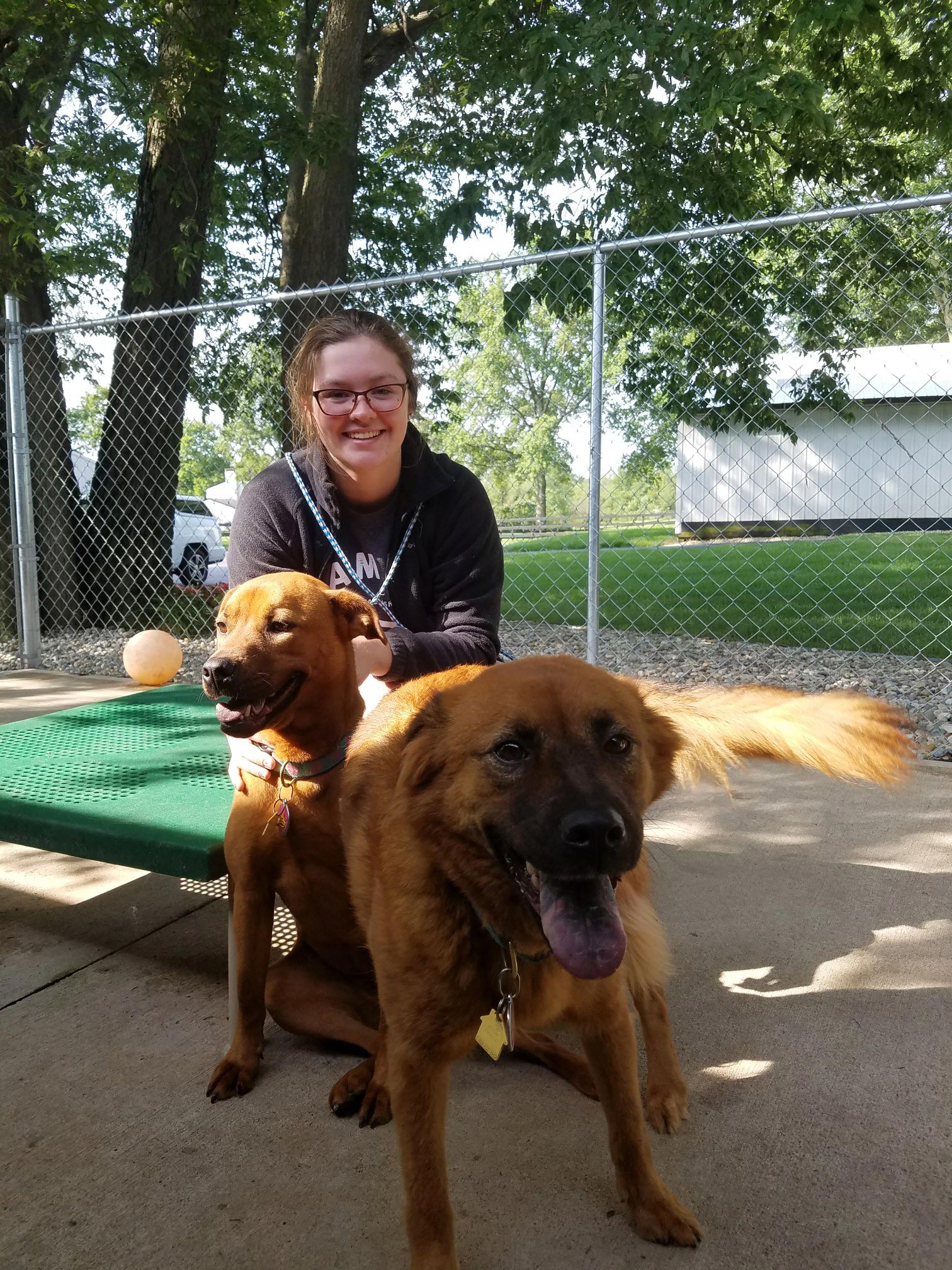 Doggy Day Care Website 2 Law s Country Kennel
