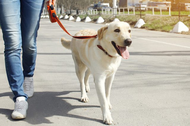 dog on a walk