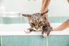 Why Do Cats Hate Water?