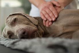 Why You Should Give Your Dog a Massage