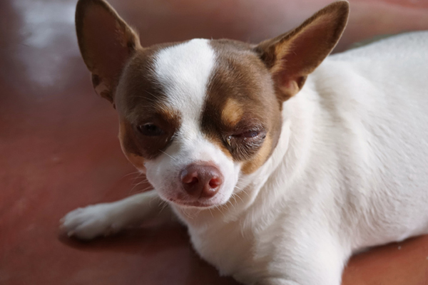 what does it mean when a dog's eyes are red