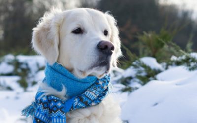 How Cold is Too Cold for Your Dog?