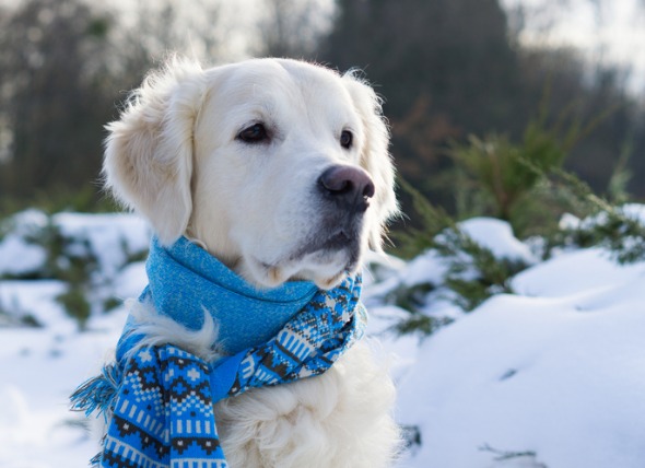 How Cold is Too Cold for Your Dog? Law's Country Kennel