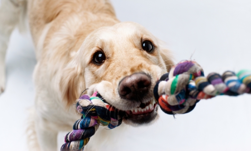 10 SIMPLE AND FUN INDOOR GAMES FOR YOUR DOG
