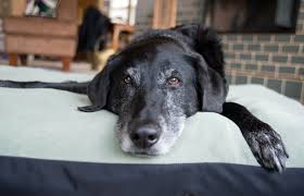 Tips for Caring for Senior Dogs