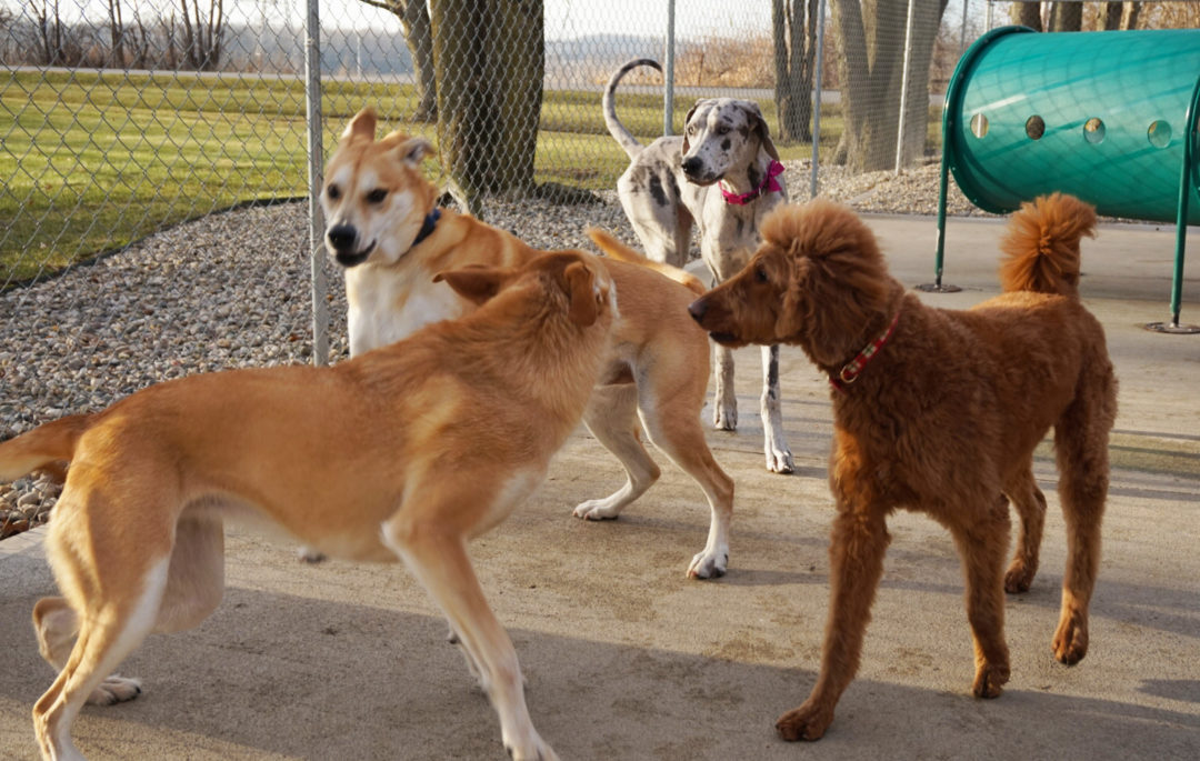 Pet Services Law's Country Kennel