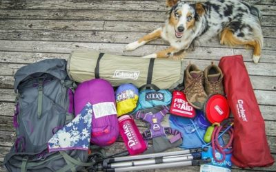 Should You Go Camping With A Dog?