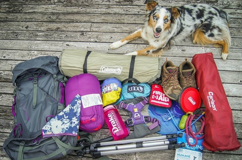 Should You Go Camping With A Dog?