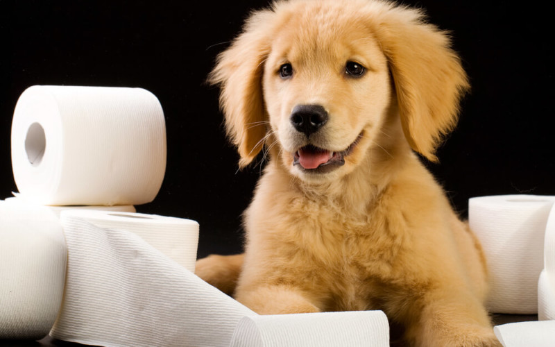 What’s Causing my Dog’s Diarrhea? A Look at Coccidia and Giardia in