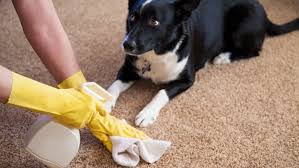 https://www.lawscountrykennel.com/wp-content/uploads/2019/04/Pet-Mess-Cleaning.jpg