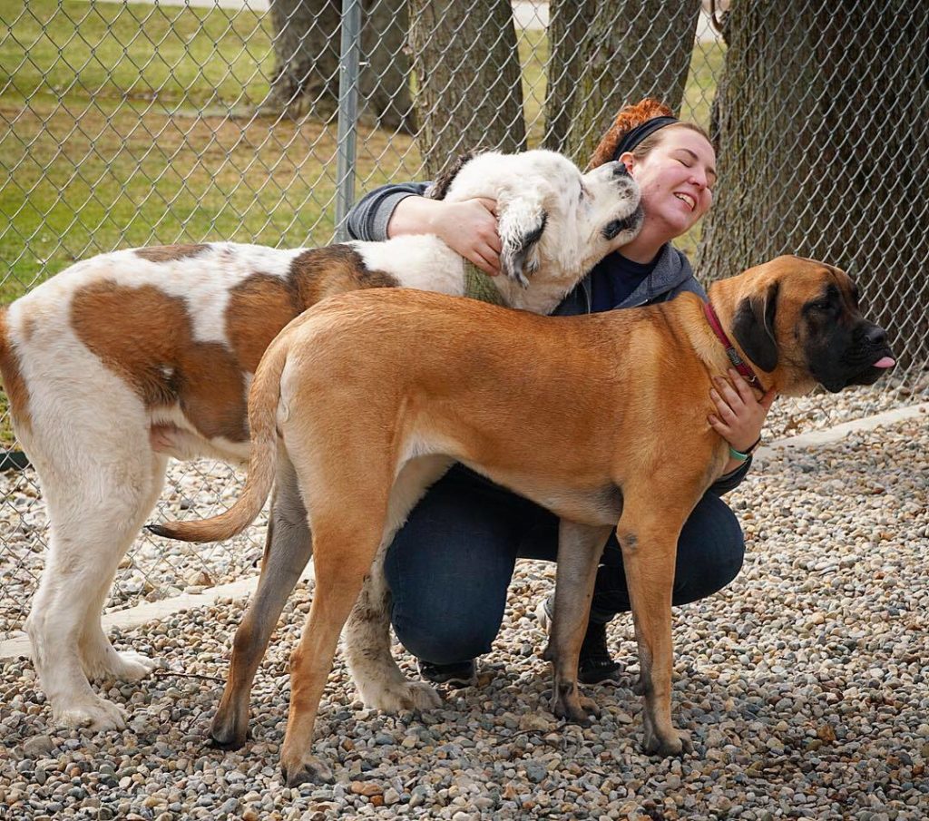 Pet Boarding Prices Law's Country Kennel Fort Wayne Pet Boarding