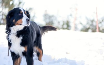 Five ways to protect pets this winter