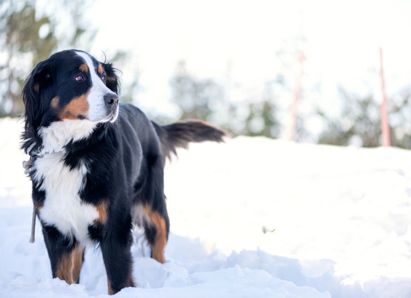 Five ways to protect pets this winter