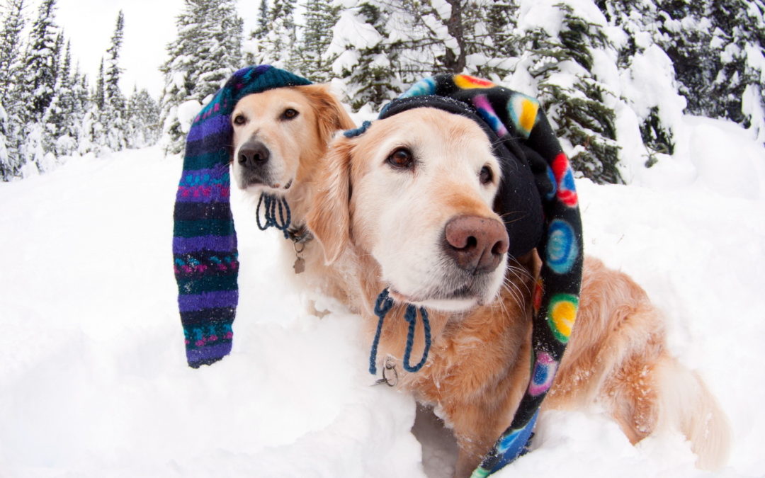Cold-Weather Pet Tips