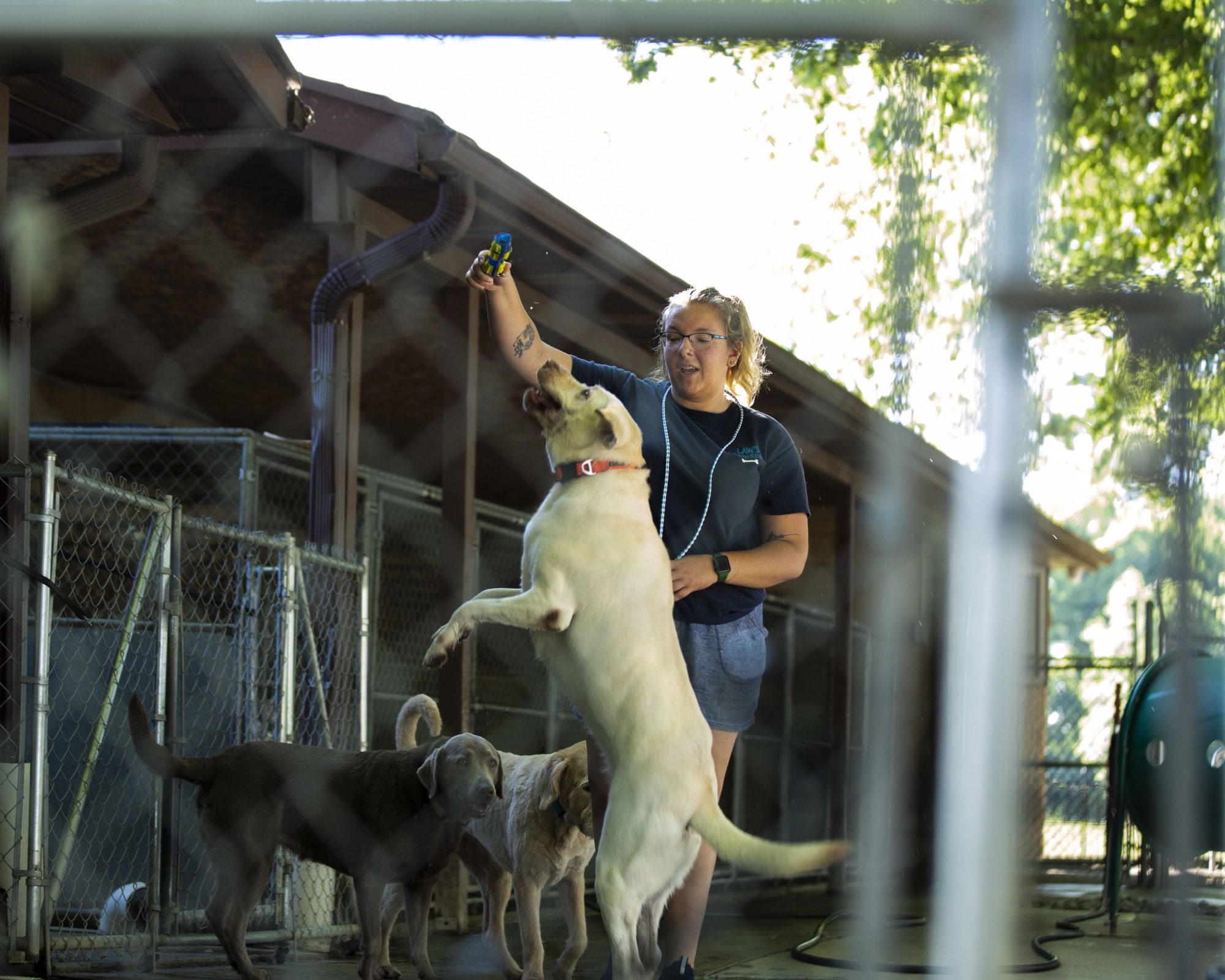 10 SIMPLE AND FUN INDOOR GAMES FOR YOUR DOG - Law's Country Kennel