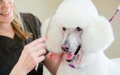 Why It’s Worth Having Your Dog Groomed Professionally