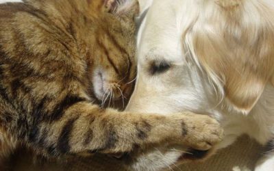 12 Subtle Signs of Cancer in Dogs that Most Pet Parents Overlook