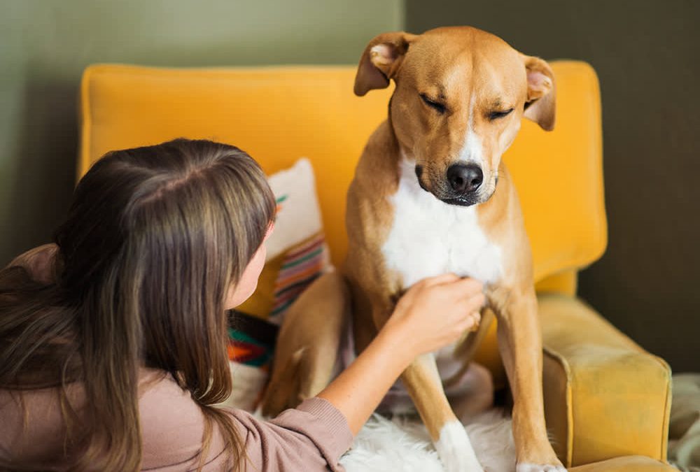 Lumps, Bumps, and Cysts on Dogs