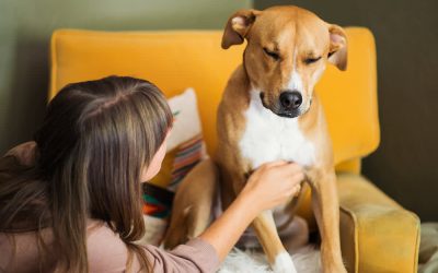 Lumps, Bumps, and Cysts on Dogs